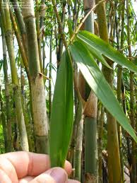 Tanaman bambu  di Tasikmalaya luciastory